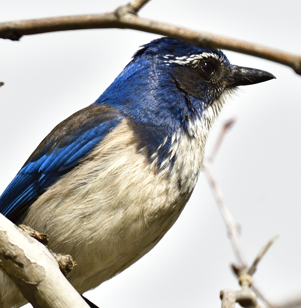_ROY5526_00001.jpg