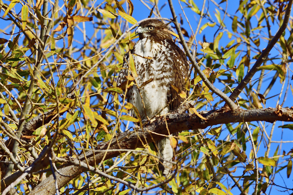 _ROY5564_00001.jpg
