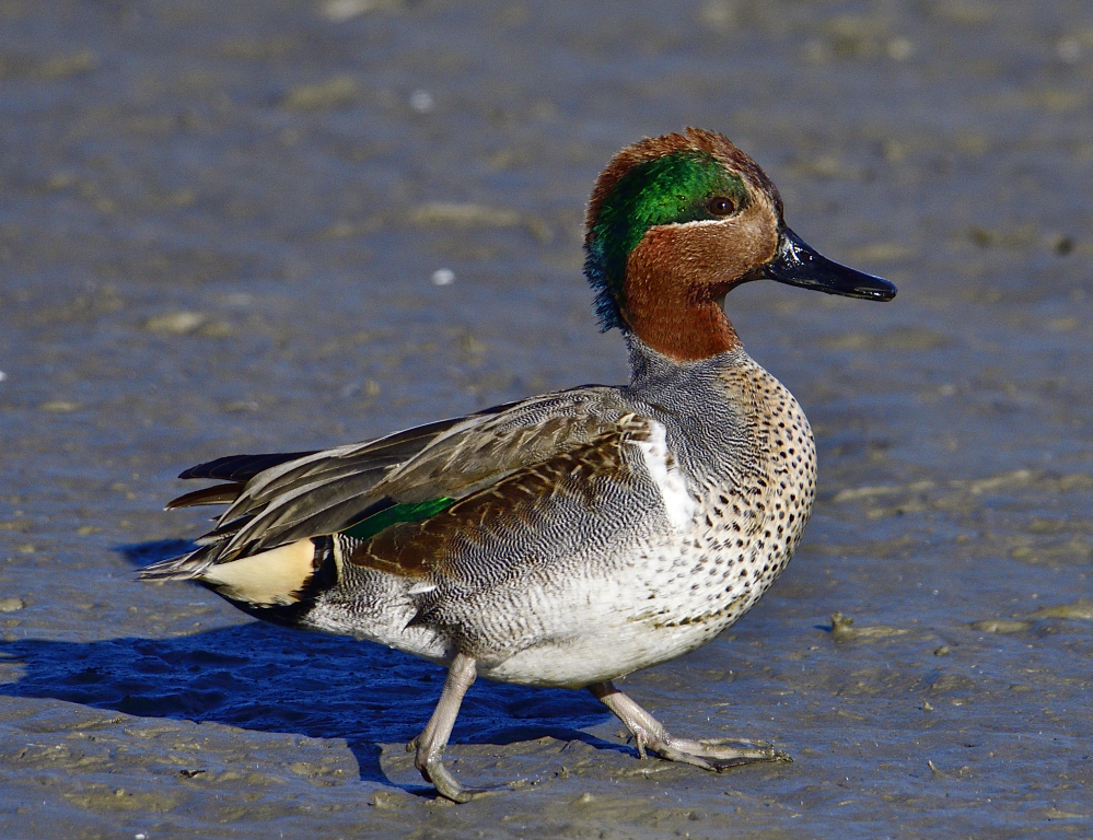 _ROY5673_00001.jpg