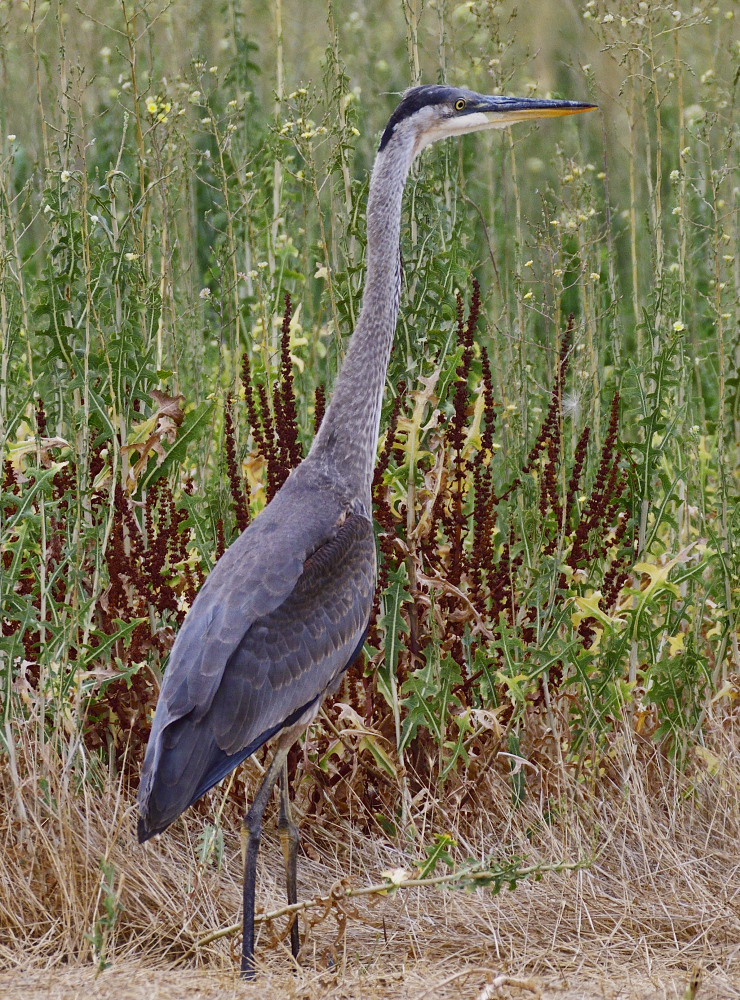 _ROY5724_00001.jpg