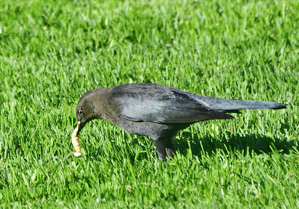 _ROY5724_00002.jpg