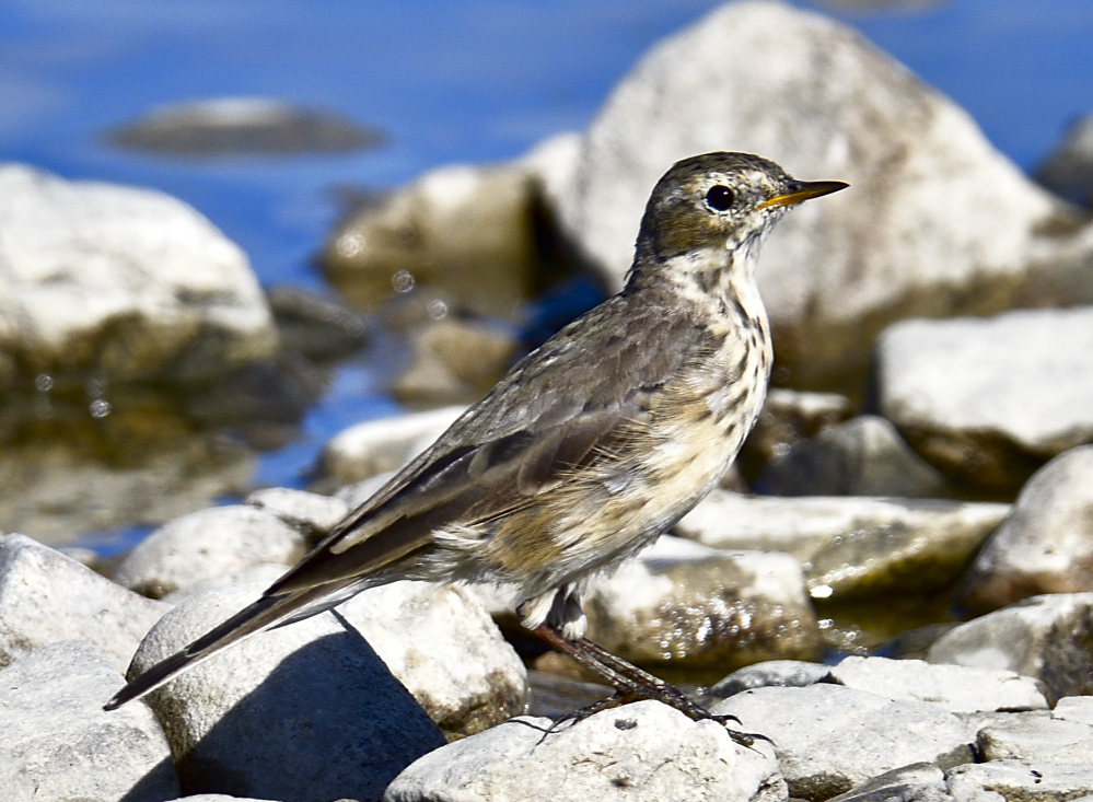 a pipit