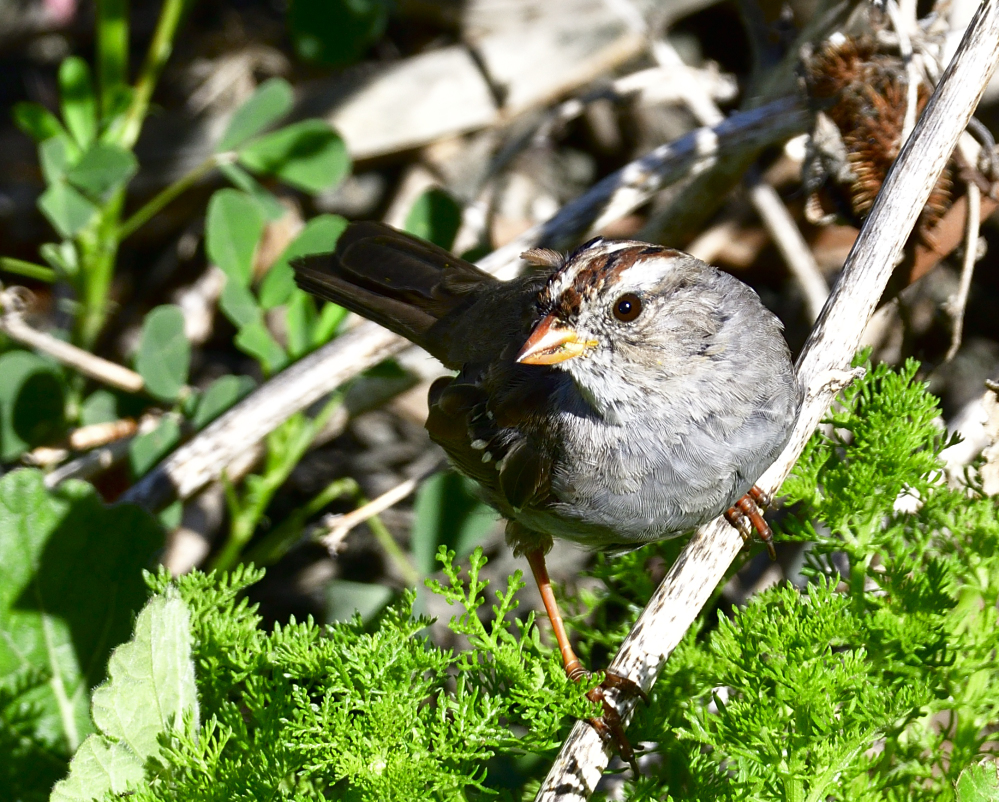 white crowned sparrow