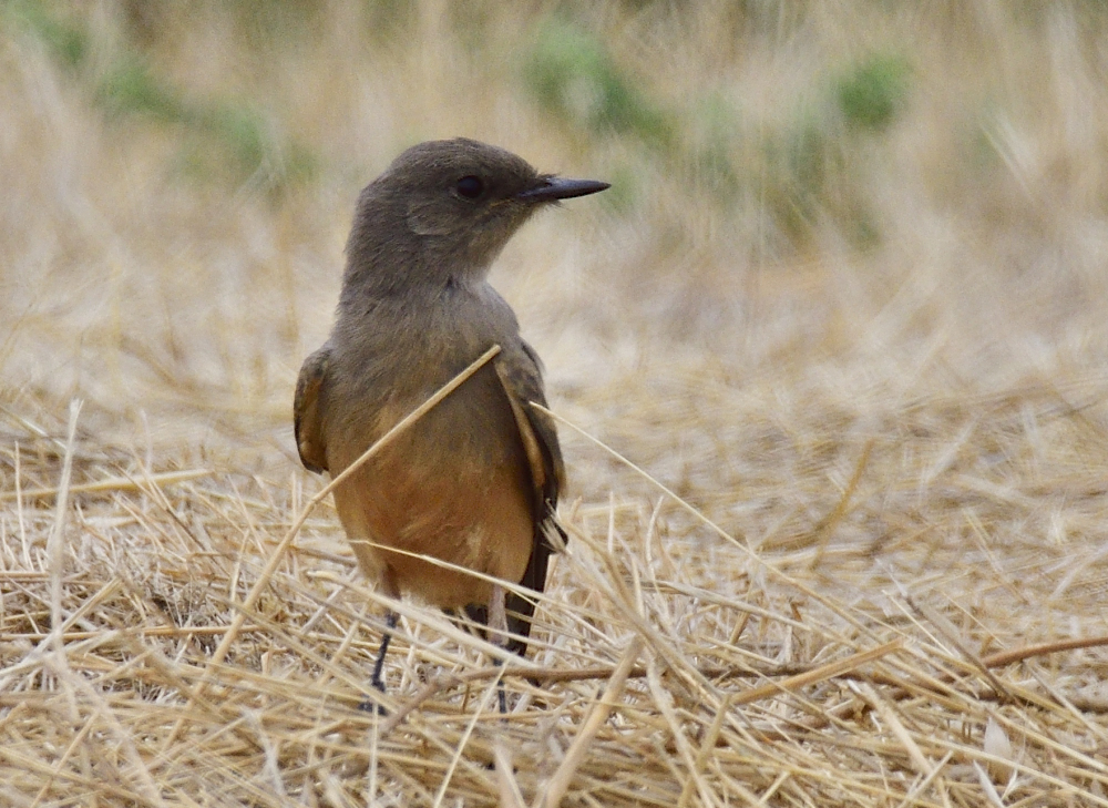 _ROY5759_00001.jpg