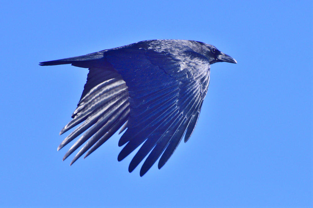_ROY5764_00001.jpg