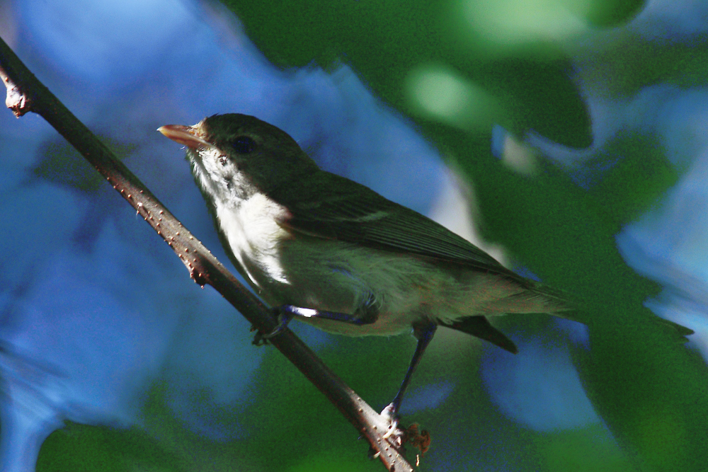 _ROY5818_00001.jpg