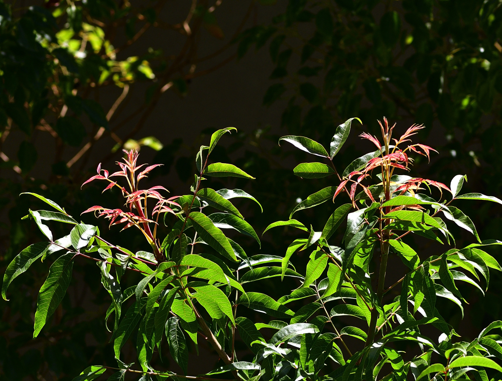 _ROY5822_00001_01.jpg