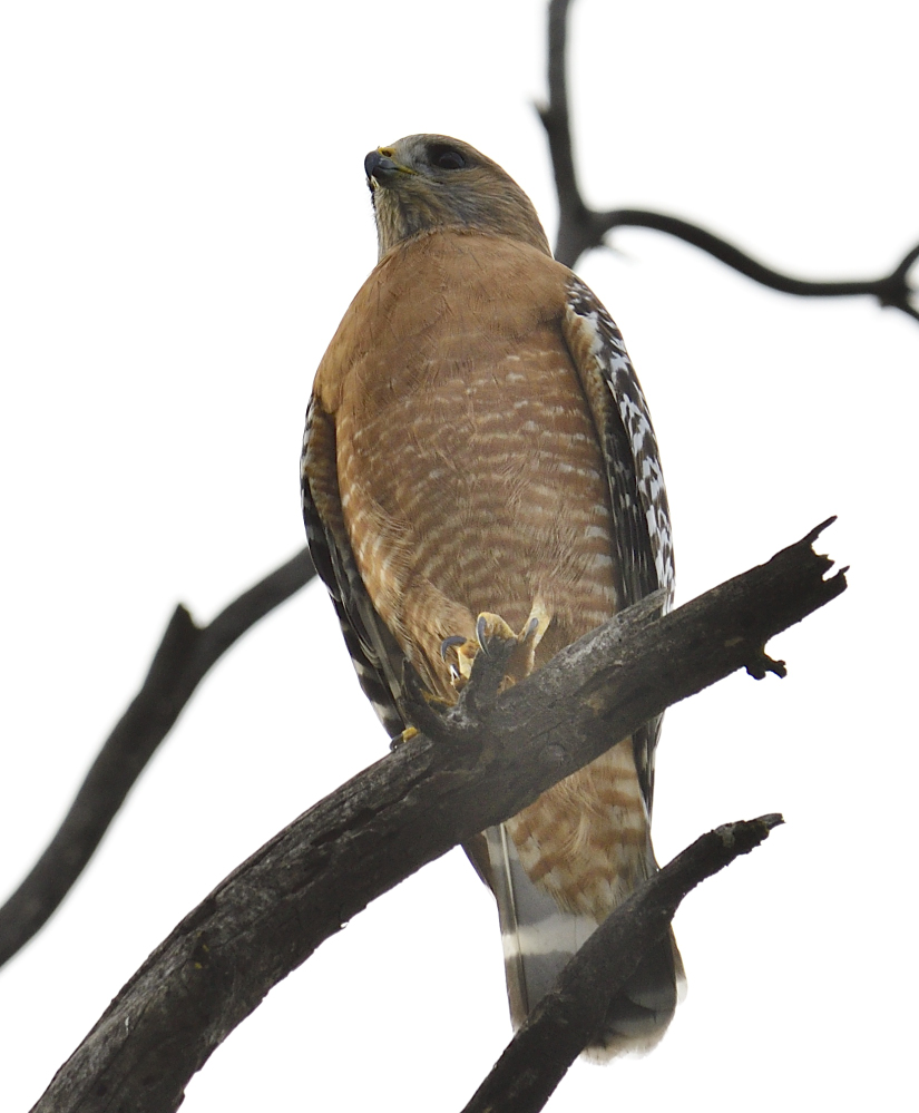 _ROY5843_00001.jpg