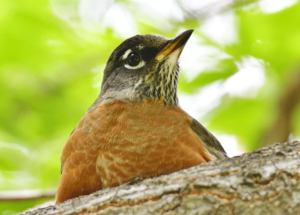 _ROY5882_00001.jpg