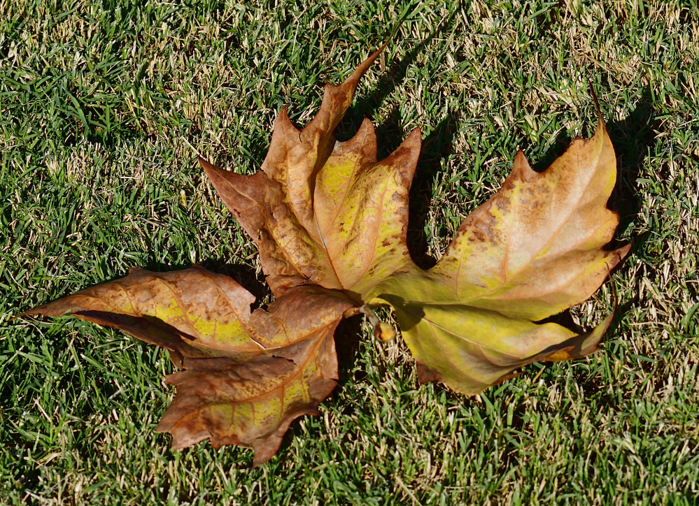 _ROY5897_00001.jpg