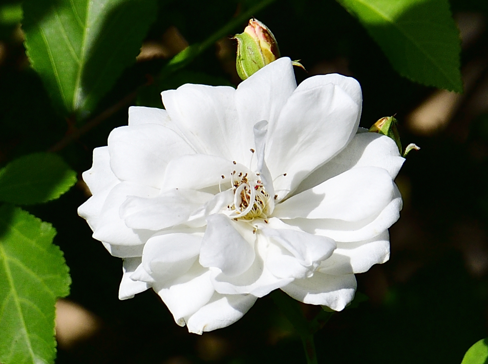 _ROY5898_00001.jpg