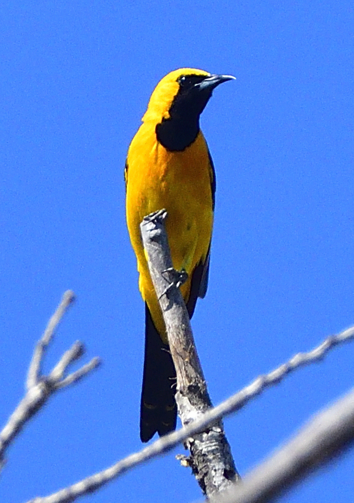 _ROY5904_00001.jpg