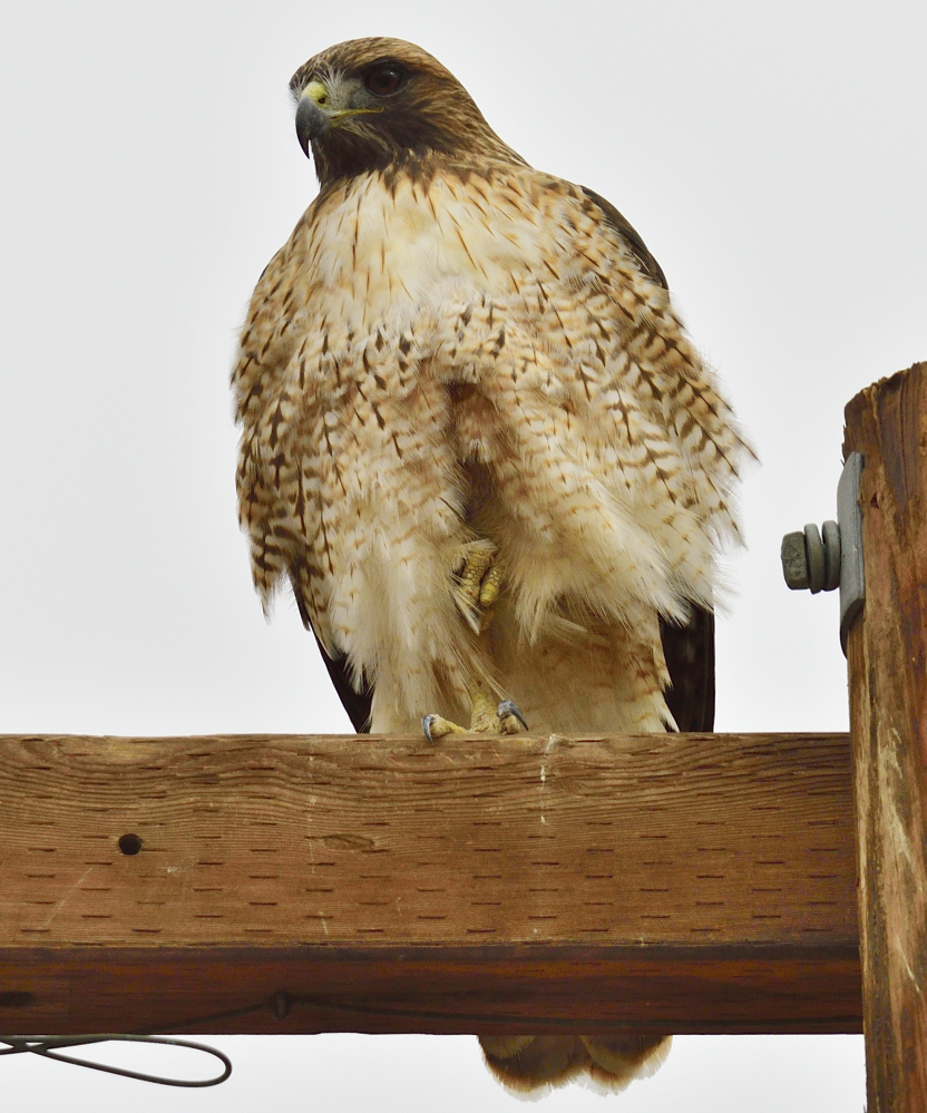 _ROY5943_00001.jpg