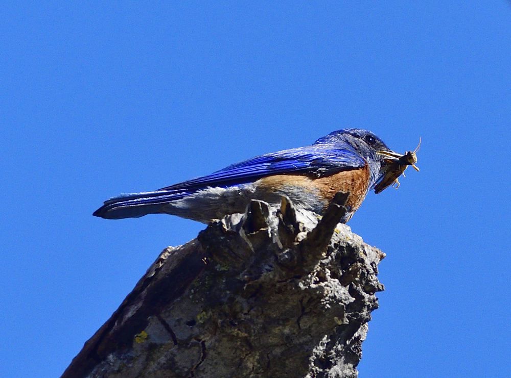 _ROY5949_00001.jpg