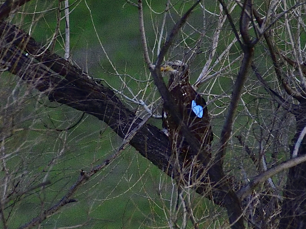 _ROY5964_00001.jpg