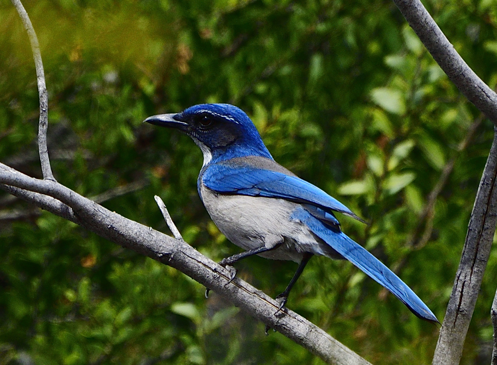 _ROY6025.jpg