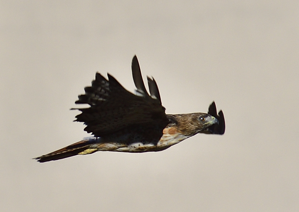 _ROY6026_00001.jpg