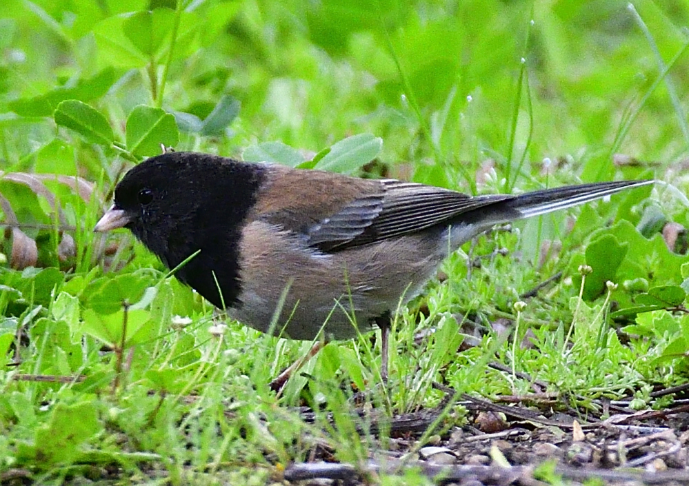 _ROY6038_00001.jpg
