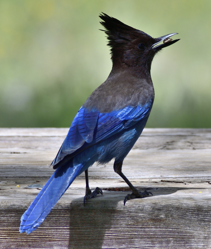 _ROY6056_01.JPG