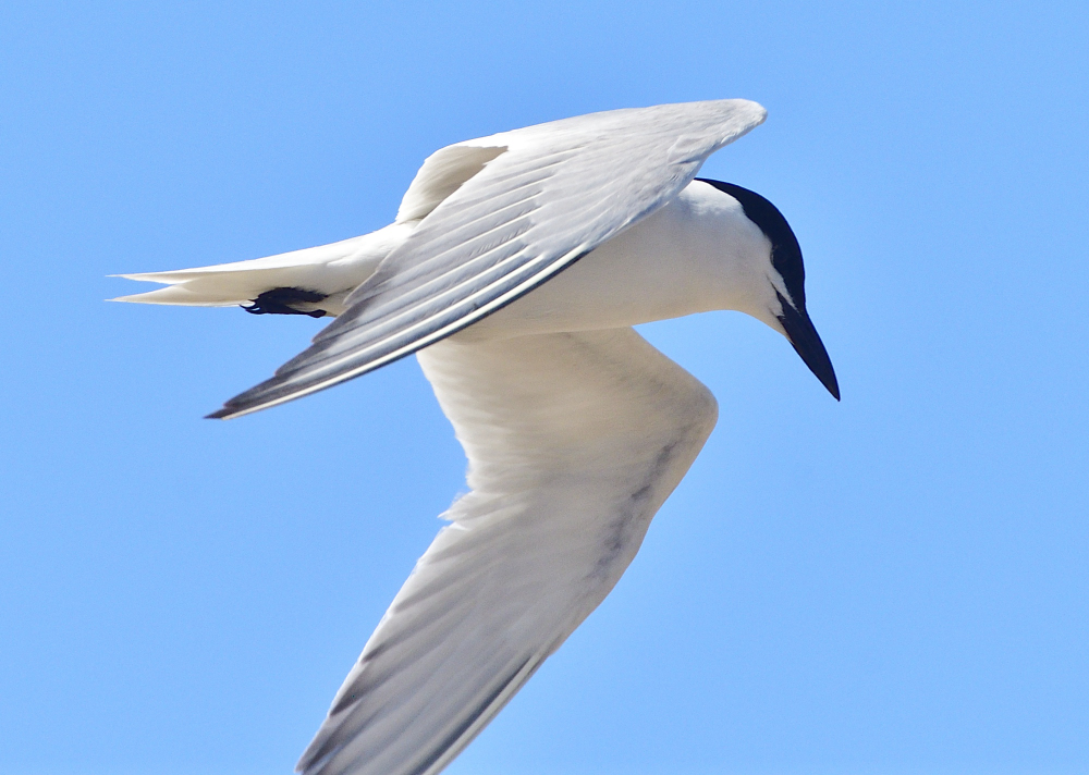 _ROY6077_00001.jpg