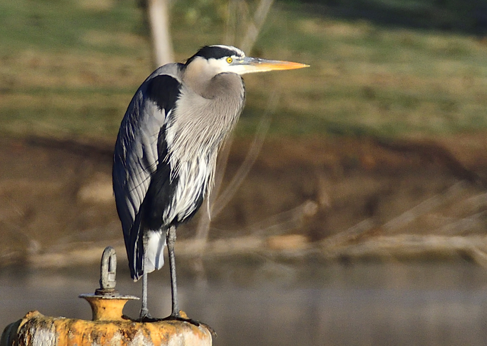 _ROY6082_02.jpg