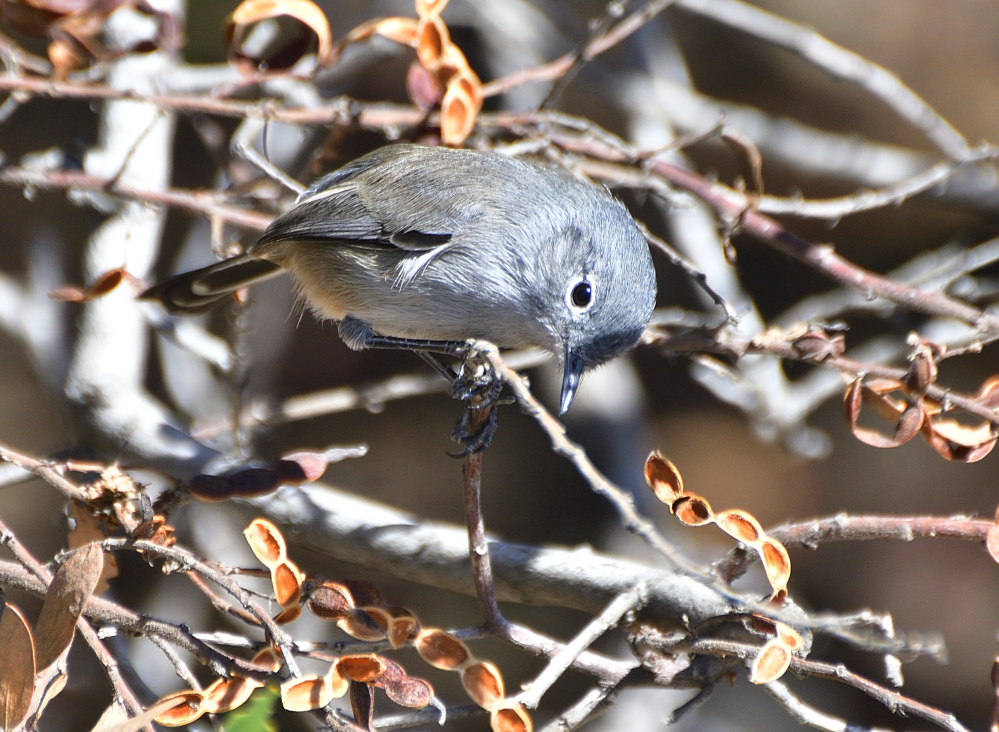 _ROY6085_00001.jpg