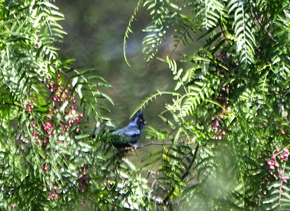 _ROY6092_00001.jpg