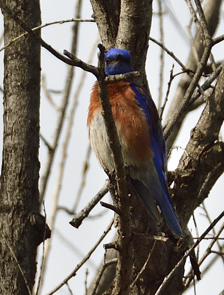 _ROY6093_00001.jpg