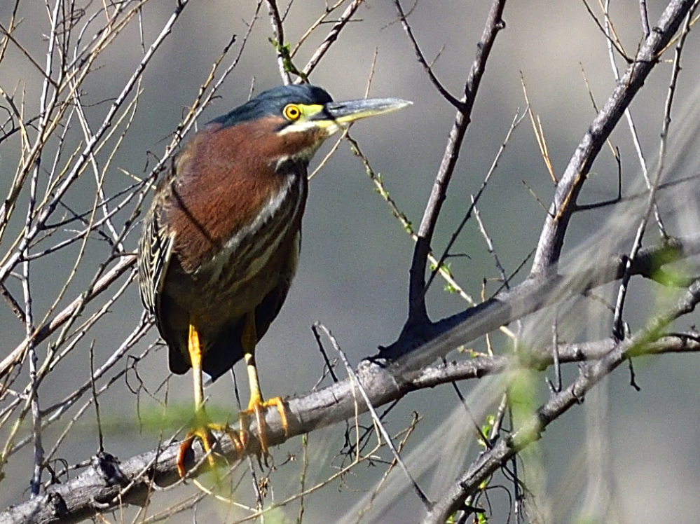 _ROY6144_00001.jpg