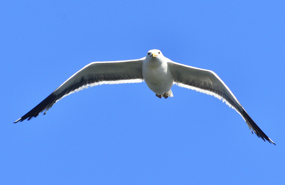 _ROY6192_00001.jpg