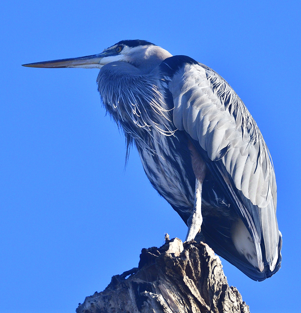 _ROY6270_01.jpg