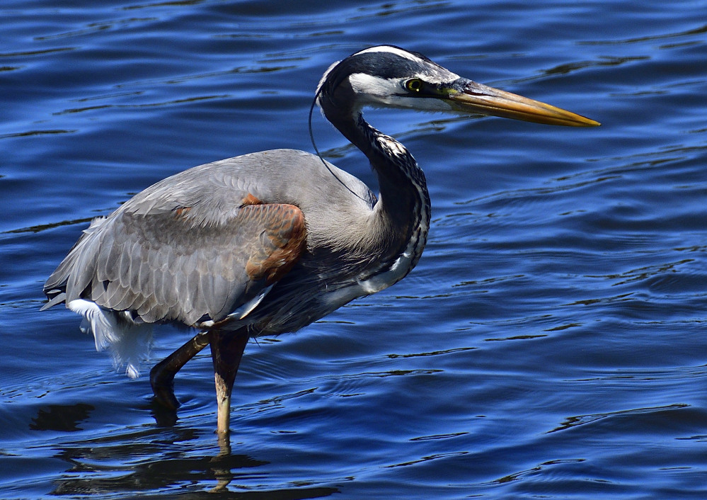 _ROY6341_01.jpg