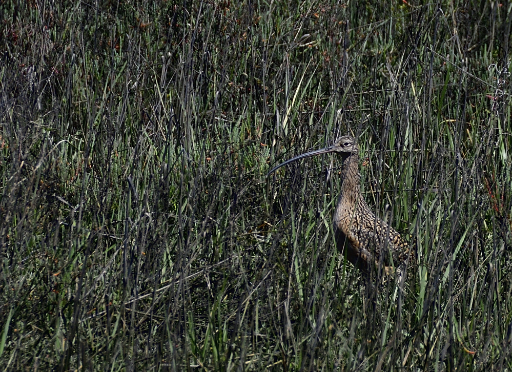 _ROY6345_01.jpg