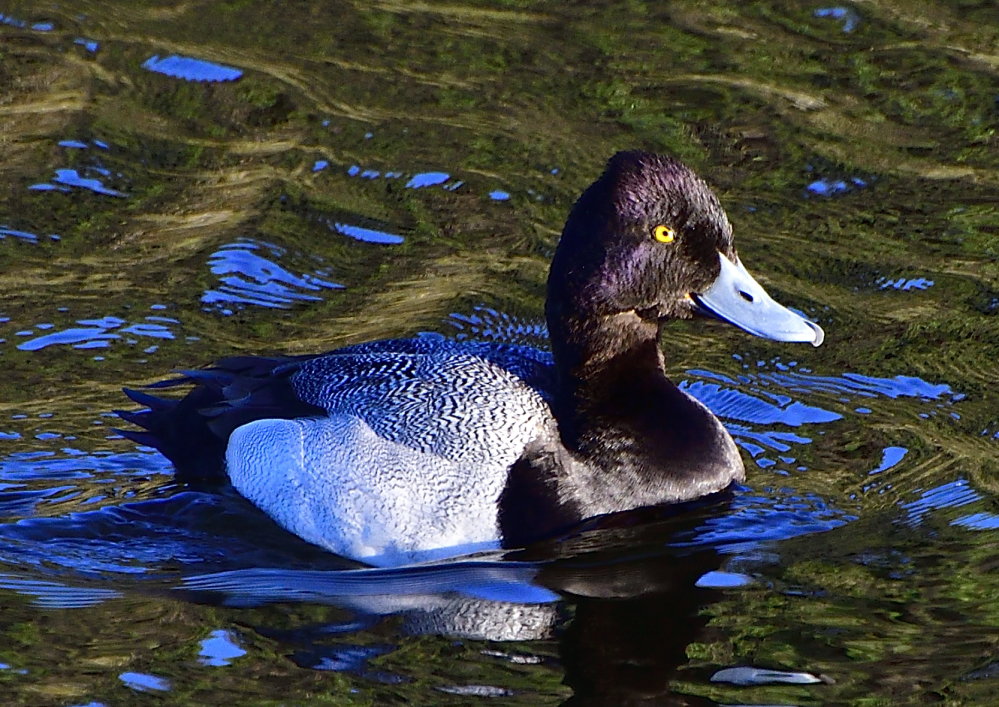 _ROY6357_00001.jpg