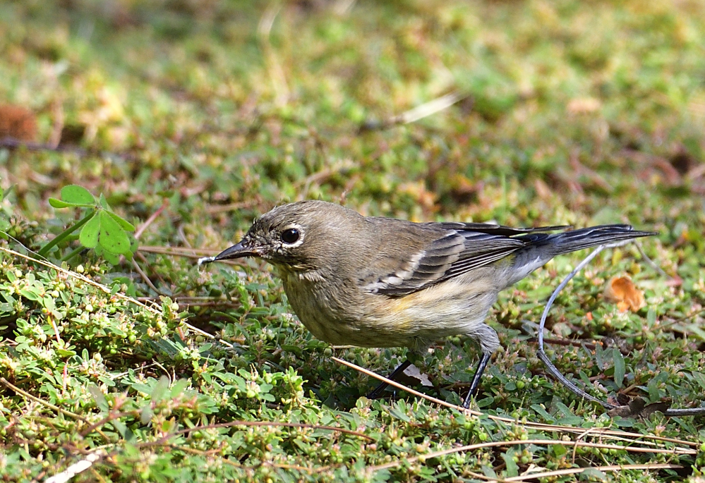 _ROY6377_00001.jpg