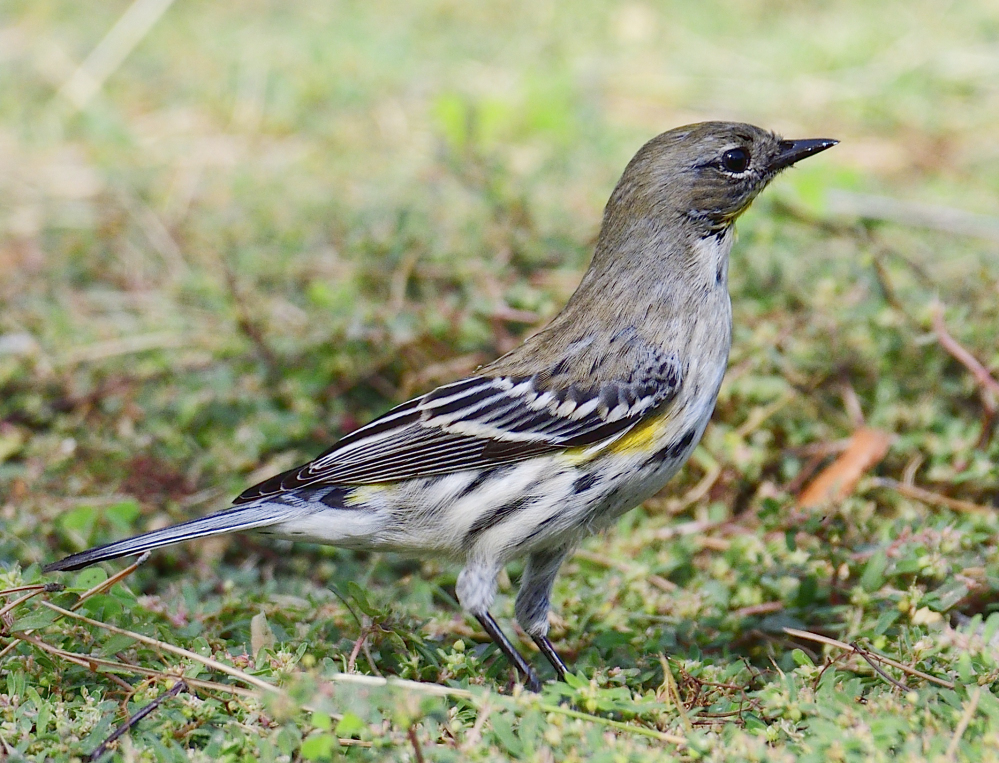 _ROY6385_00001.jpg