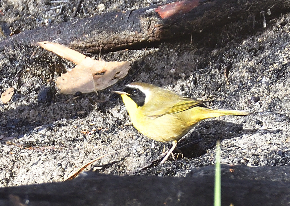 _ROY6394_01.jpg