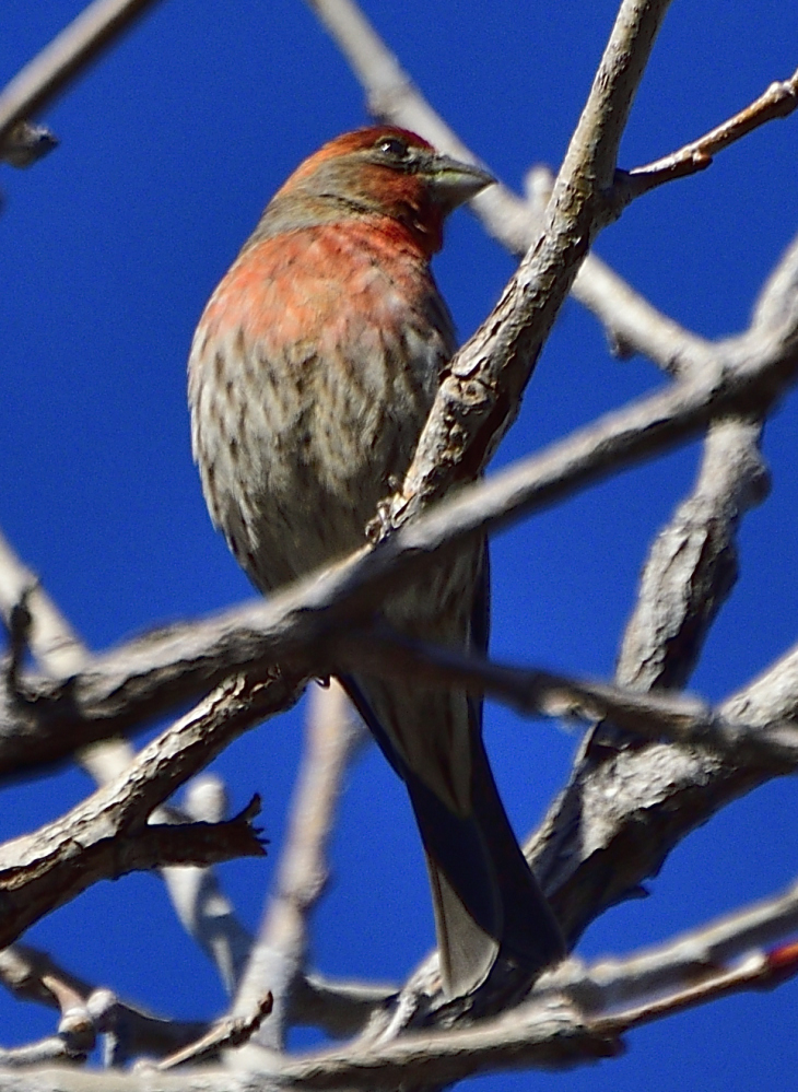 _ROY6397_00001.jpg
