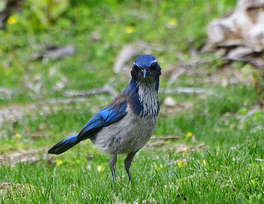 _ROY6508.jpg