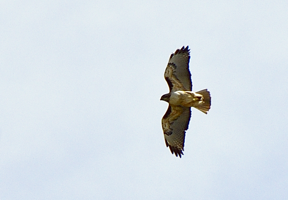 Redtail
