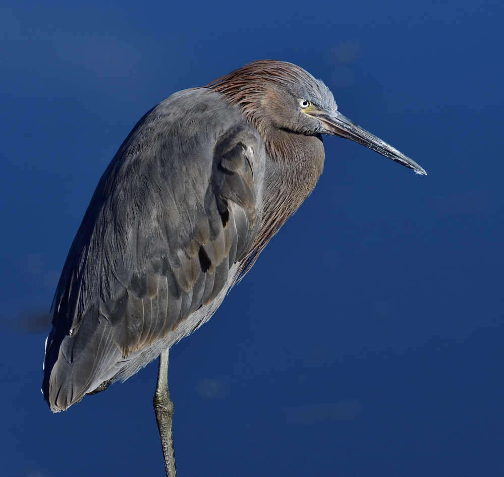 _ROY6546_02.jpg