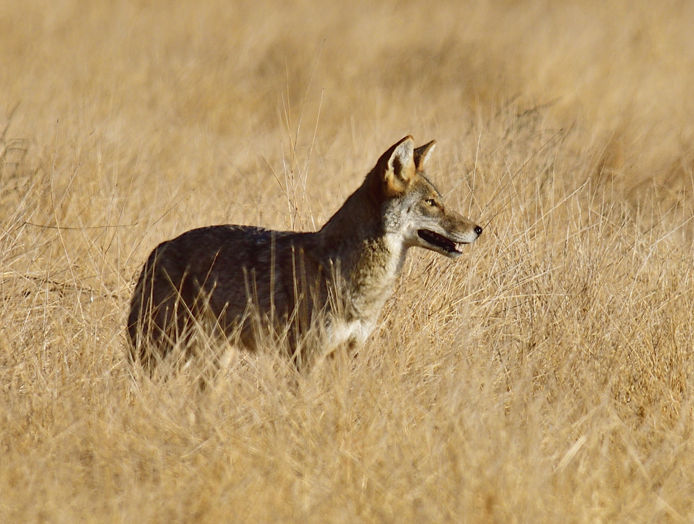 _ROY6547_00001.jpg