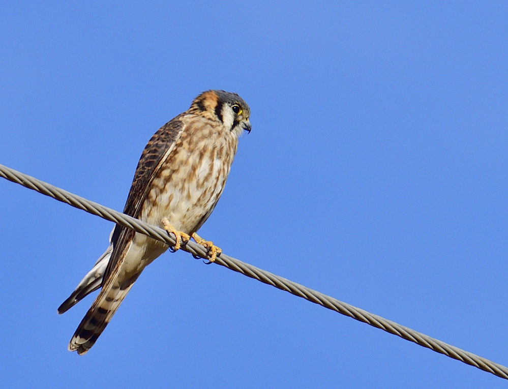 _ROY6564_00001.jpg