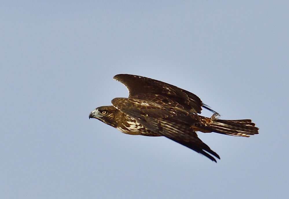 _ROY6579_00001.jpg