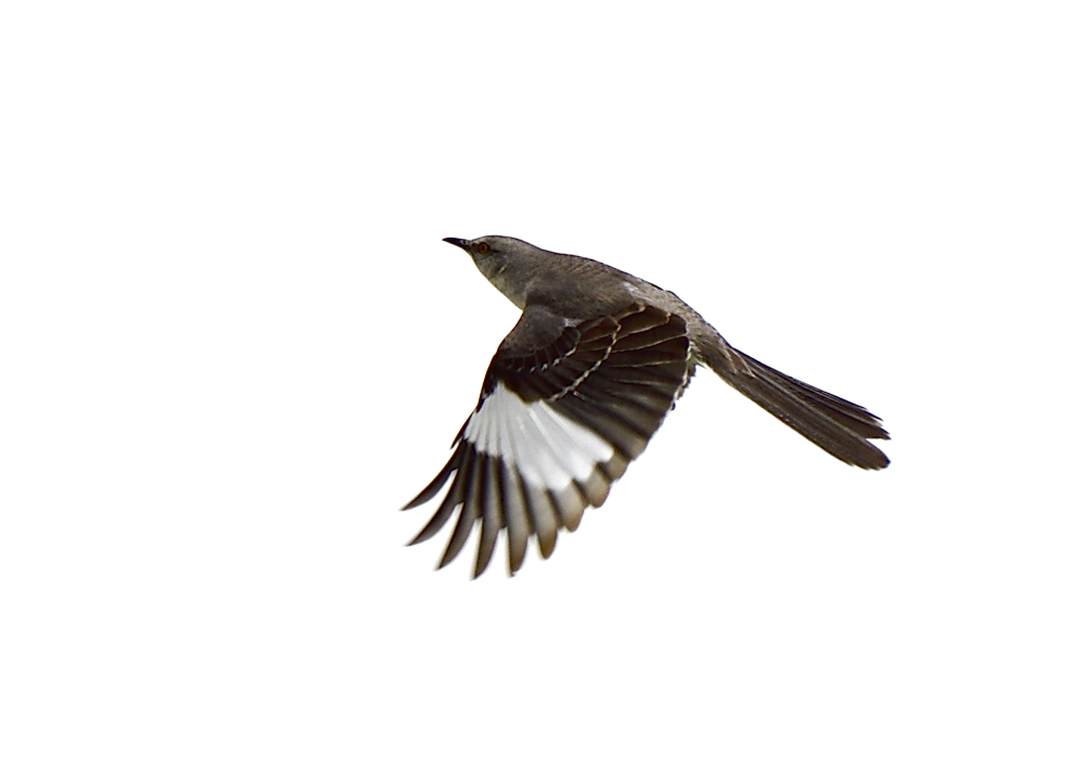 mockingbird