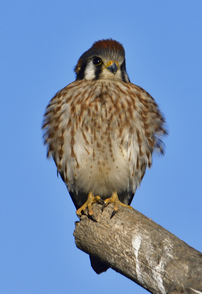 _ROY6581_01.jpg