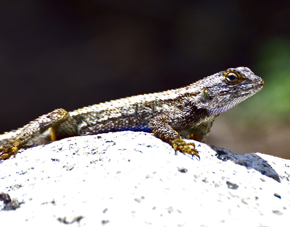 fence lizzard