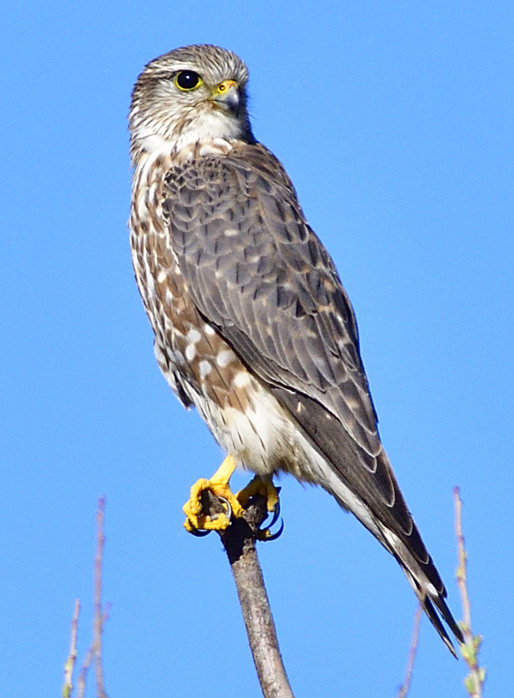 _ROY6625_00001.jpg