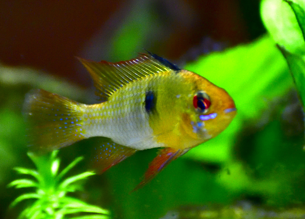 German Blue Ram, male.