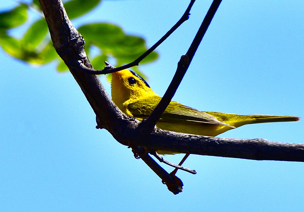 wilsons warbler